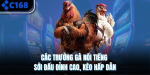 Các Trường Gà Nổi Tiếng – Sới Đấu Đỉnh Cao, Kèo Hấp Dẫn