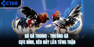 Đá Gà Thomo – Trường Gà Cực Đỉnh, Kèo Nảy Lửa Từng Trận