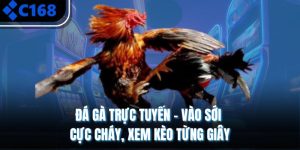 Đá Gà Trực Tuyến – Vào Sới Cực Cháy, Xem Kèo Từng Giây