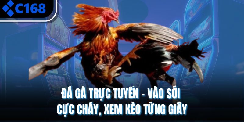 Đá Gà Trực Tuyến – Vào Sới Cực Cháy, Xem Kèo Từng Giây