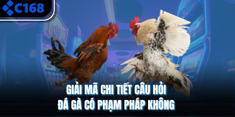 Đáp án câu hỏi đá gà có phạm pháp không