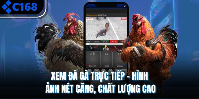 Xem Đá Gà Trực Tiếp – Hình Ảnh Nét Căng, Chất Lượng Cao